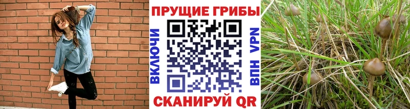 Галлюциногенные грибы прущие грибы  цены   Починок 